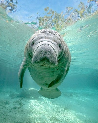 Florida Images, Sea Cow, Manatees, Water Animals, Marine Animals, Ocean Creatures, Ocean Animals, Sea Animals, Animals Friends