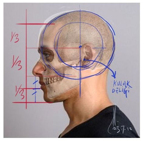 Skull Side View, Nose Structure, Human Skull Anatomy, Head Structure, Head Proportions, Side View Drawing, Skull Anatomy, Head Anatomy, Face Study