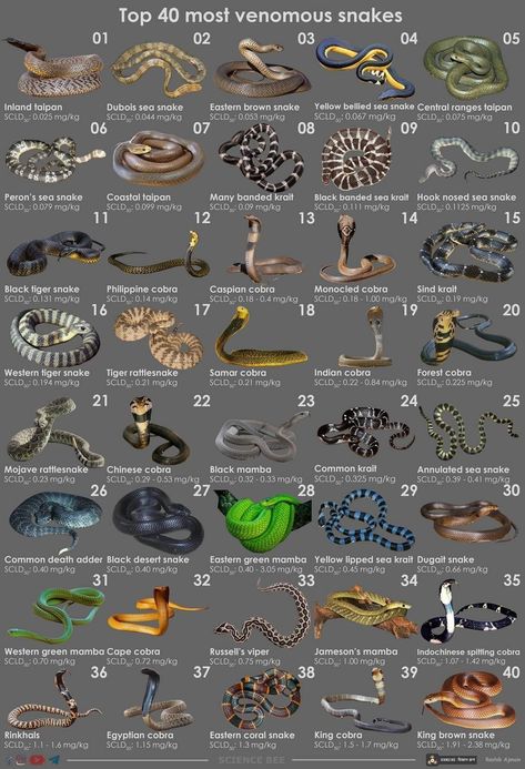 Most Venomous Snakes, Snakes Species, Snake Identification, Types Of Snakes, Snake Breeds, Dangerous Spiders, Venomous Animals, Animal Infographic, Snake Facts