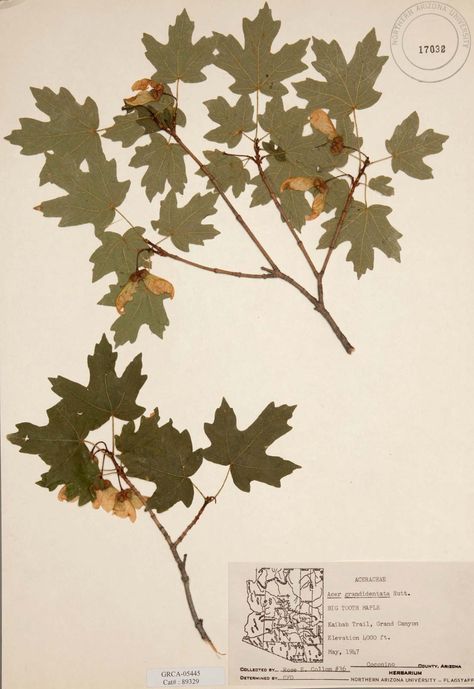 herbarium | Definition & Importance | Britannica.com Herbarium Aesthetic, Herbarium Sheet, Plant Press, Conservation Biology, Leaf Book, Plant Journal, Magical Herbs, Sheets Of Paper, Plant Drawing