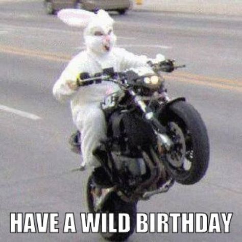 Have a Wild Birthday. Funny Easter Pictures, Funny Wishes, Here Comes Peter Cottontail, Birthday Greetings Funny, Funny Motorcycle, Funny Share, Happy Birthday Meme, Bunny Suit, Easter Pictures