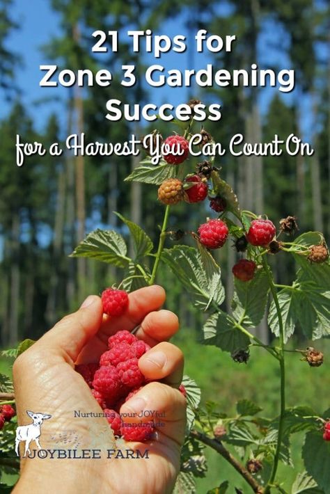 21 Tips for Zone 3 Gardening Success for a Harvest You Can Count On Zone 3 Gardening, Organic Backyard, Preparedness Ideas, Farm Diy, Productive Garden, Organic Gardening Pest Control, Herbs Garden, Organic Pesticide, Hardiness Zones