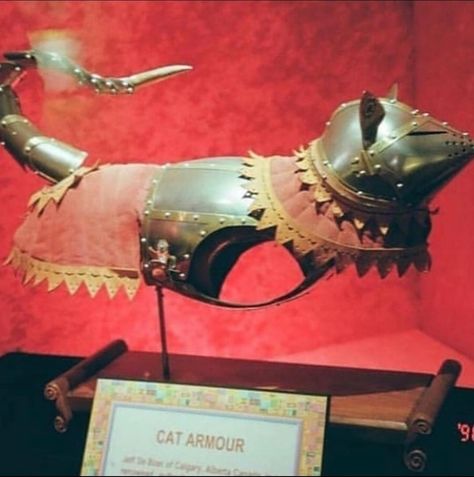 Medieval Cat Armor Cat Armor, What Cat, Cat People, Like Animals, Funny Animal Memes, Wholesome Memes, Crazy Cat Lady, Animal Memes, Cute Funny Animals