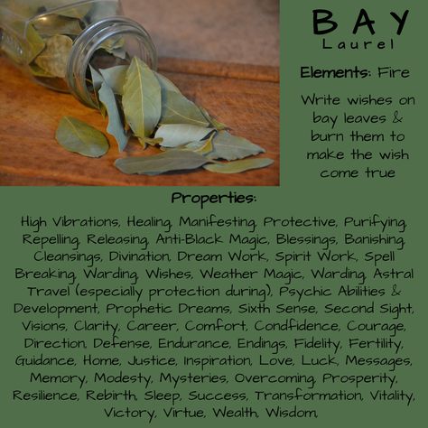 Burn Bay Leaves, Herbs Magic, Moon Witchcraft, Bay Laurel Tree, Burning Bay Leaves, Bay Laurel, Magickal Herbs, Witch Herbs, Green Witchcraft