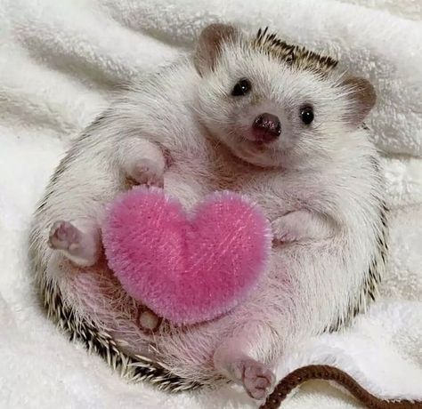 Hedgehog Pet, Cute Hedgehog, Silly Animals, Cute Animal Photos, Cute Animal Pictures, Copyright Infringement, Animal Photo, Cute Little Animals, Animals Friends