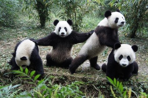 'Pandas practicing for audition. . .for the circus.' Koala Meme, Yoga Quotes Funny, Funny Koala, Gym Memes Funny, Panda Gif, Panda Family, Panda Lindo, Panda Bears, Panda Funny