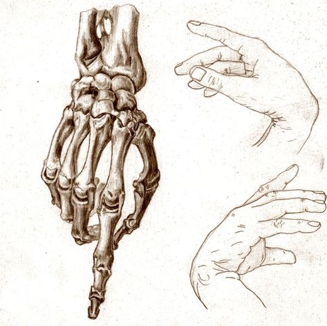 Hand Bone Anatomy, Skeleton Hands Drawing, Figure Drawing Practice, Human Skeleton Anatomy, Hand Anatomy, Skeleton Anatomy, Pencil Drawings For Beginners, Skeleton Drawings, Human Anatomy Drawing