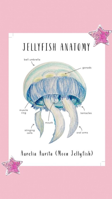 Jellyfish Anatomy, Moon Jelly, Moon Jellyfish, Marine Biology, Watercolor Inspiration, Phone Themes, Sea Animals, Jellyfish, Business Design