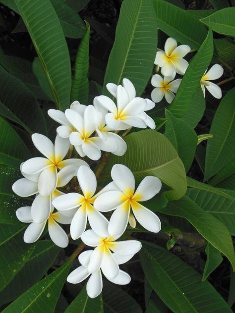 Lotus Flower Wallpaper, Flower Pot Design, Plumeria Flowers, Most Beautiful Flowers, Hawaiian Flowers, Beautiful Flowers Wallpapers, White Gardens, Flower Phone Wallpaper, Exotic Flowers