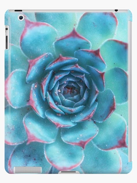 Succulent Wallpaper, Succulents Wallpaper, Succulent Landscape Design, Blue Succulents, Succulent Landscaping, Types Of Succulents, Deco Nature, Succulent Gardening, Succulent Care