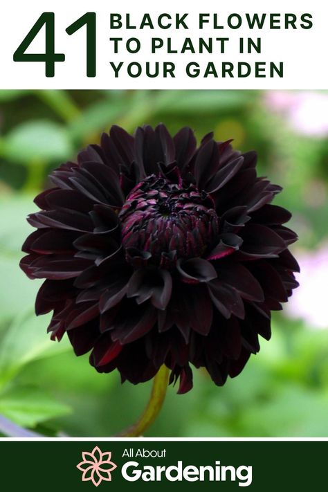 Black Beauty Peony, Black Flowers Garden, Black Garden Plants, Black Garden Flowers, Black Plants Garden, Black Perennial Flowers, Black Plants Outdoor, Black Plants Indoor, Black Bushes