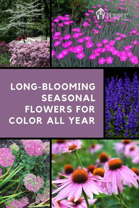 creating seasonal flower and plant groupings with these long-blooming seasonal flowers that bring color all year #landscaping #flowers Dogwood Blooms, Long Blooming Perennials, Purple Door, Landscaping Flowers, Garden Planner, Flower Landscape, Landscaping Tips, Pretty Purple, Different Plants