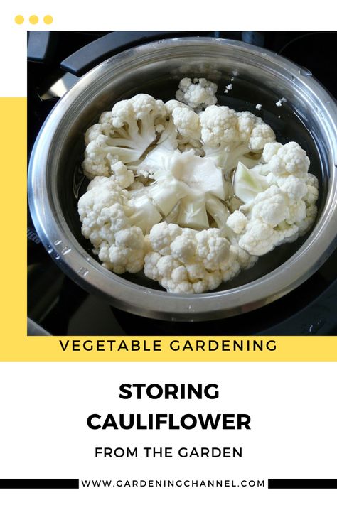 soaking cauliflower with text overlay vegetable gardening storing cauliflower from the garden How To Store Cauliflower, How To Store Cauliflower In Fridge, Canning Pickles, 95 Percent, Dried Vegetables, Garden Harvest, Garden Store, Spices And Herbs, How To Store