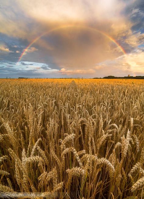 Agriculture Photography, Stormy Sunset, Fields Of Gold, Wheat Field, Landscape Photography Nature, Wheat Fields, 수채화 그림, Pot Of Gold, Juno