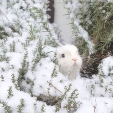 reclaiming snowbunny from sickos -_- Somebunny Loves You, Cute Bunny Pictures, Cute Small Animals, Bunny Pictures, Snow Bunnies, Aesthetic White, Edward Cullen, Baby Bunnies, White Rabbit