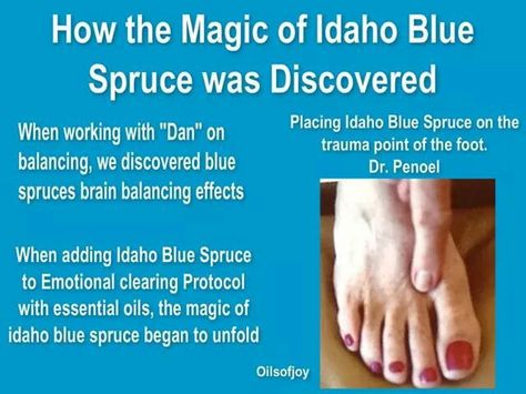 Idaho blue spruce Idaho Blue Spruce, Essential Oils Health, Yl Essential Oils, Living Essentials Oils, Blue Spruce, Young Living Oils, Essential Oil Bottles, Reflexology, Young Living Essential Oils