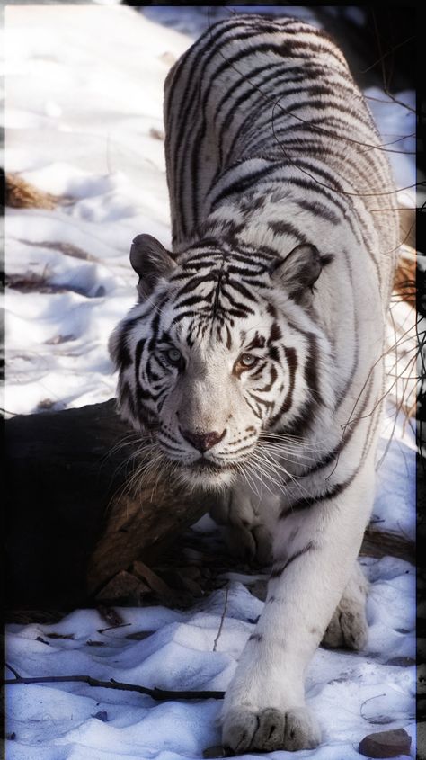 white tiger White Tiger Pictures, Tiger Facts, Tiger Walking, Snow Tiger, Tiger Photography, White Tigers, Tiger Wallpaper, Tiger Illustration, Tiger Pictures