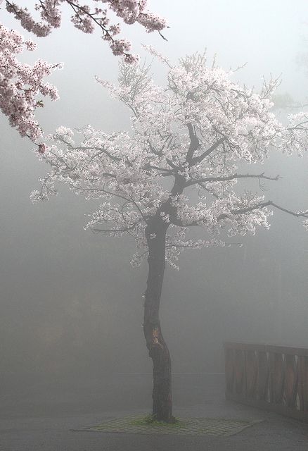 Sakura Festival, Alishan National Scenic Area in Taiwan The Fog, Blossom Trees, Beautiful Tree, Nature Beauty, Pretty Pictures, Beautiful World, A Tree, Mother Nature, Beautiful Nature