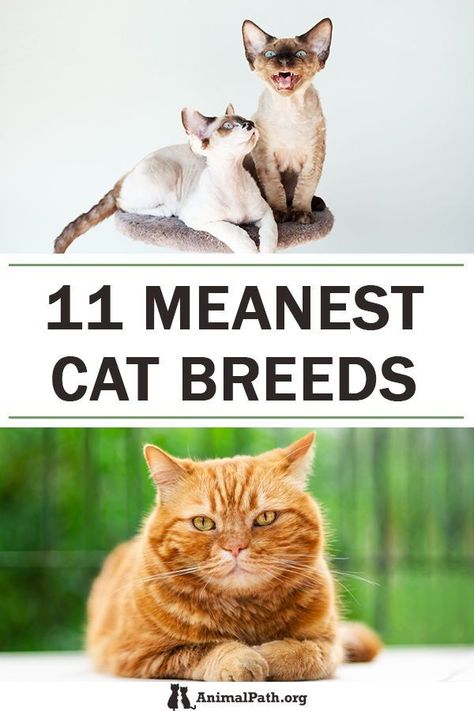 Different Cats, Friendliest Cat Breeds, Spotted Cats, Cat Age, Cat Breeds Chart Pictures, Best Cat Breeds For First Time Owners, Pretty Cat Breeds, Tiger Cat, Types Of Cats Breeds Chart