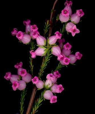 The Erica Flower-from South Africa Erika Flower, Erica Flower, Angel Plant, Calluna Vulgaris, Phoenix Wings, Flower Varieties, Wonderful Flowers, Unusual Plants, Unusual Flowers