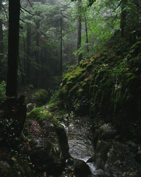 Lady Bird — concept: walking barefoot at midnight in the... Forest Witch Aesthetic, Forest Enchanted, Woodland Wedding Venues, Mushroom Light, Aphrodite Aesthetic, Shinrin Yoku, Forest Cottage, Concept Kitchen, Walking Barefoot