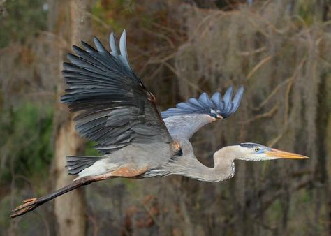 John Guiseppi‎I ♥ Herons Cranes Storks     Great Blue Heron~   Circle B Bar Reserve - Polk County - Florida Great Blue Heron Flying, Blue Heron Flying, Flying Heron, Heron Flying, Heron In Flight, Heron Painting, Bird Background, Heron Tattoo, Bird Painting Acrylic