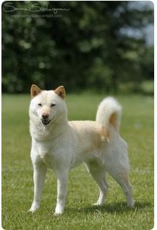 Hokkaido Dog, Jindo Dog, Japanese Dog Breeds, Ainu People, Japanese Dog, Every Dog Breed, Spitz Dogs, Disabled Dog, Japanese Spitz