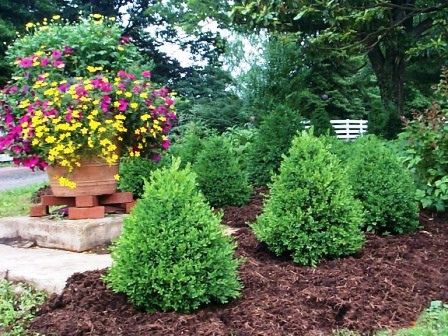 Boxwood Wintergem Pyramidal  3'tall by 2' wide.  Sun or shade. Green Mountain Boxwood, Foundation Plants, Boxwood Landscaping, Landscaping Grasses, Boxwood Plant, Box Wood Shrub, Front Yard Plants, Yard Plants, Front Yard Ideas