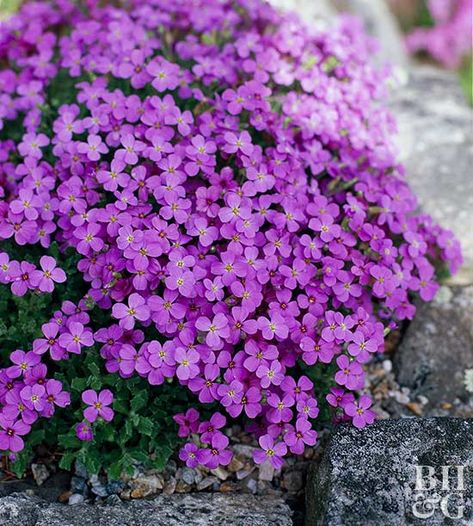 Purple rock cress is a creeping groundcover that looks lovely trailing over rocks or the edges of a trough garden. Most varieties have pink or purple flowers in spring.Name: Aubrieta deltoideaSize: 2-8 inches tall; 4-24 inches wideZones: 5-7Top Picks: 'Bressingham Pink' has double pink flowers.'Royal Velvet' bears large purple blooms.'Hartswood Purple' produces violet flowers. Cress Plant, Garden Troughs, Drought Tolerant Perennials, Sweet Woodruff, Rock Garden Design, Alpine Plants, Ground Cover Plants, Have Inspiration, Violet Flower