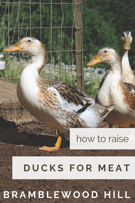 How To Raise Ducks, Male Duck, Sustainable Homestead, Backyard Ducks, Duck Breeds, Meat Birds, Duck Farming, Raising Ducks, Muscovy Duck