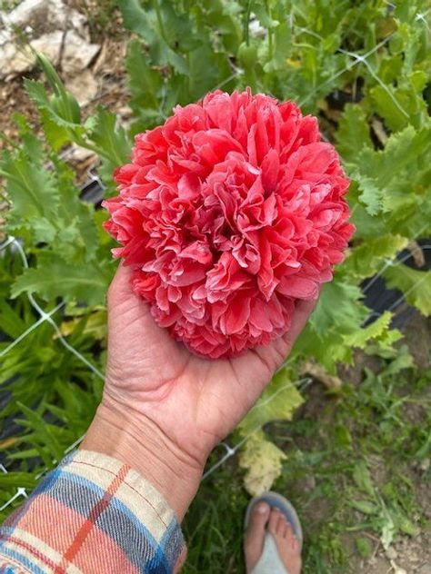 Frosted Explosion, Breadseed Poppy, Poppies Flower, Flower Farming, Anchorage Alaska, Urban Farming, Seed Starting, Flower Farm, Growing Flowers