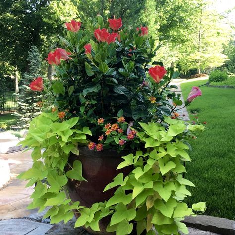 Potted Plants Full Sun, Tropical Planters, Full Sun Planters, Plants For Planters, Full Sun Container Plants, Summer Containers, Summer Planter, Flower Pot Ideas, Porch Plants