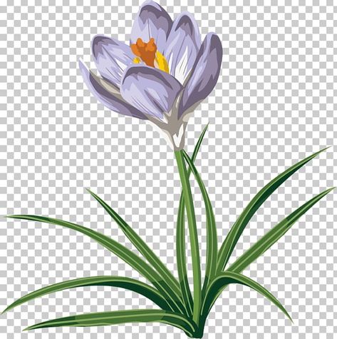 Saffron Seeds, Autumn Clip Art, Autumn Crocus, Transparent Background Image, Clip Art Png, Background Remover, Art Png, Painted Flowers, Free Sign