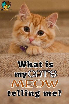 Cats meow because it's the language they use to communicate with humans. We do not exactly know what every meow means. Read on  to find out. #cat #catsandkittens#cats#kittens#catshealth#catcaretips#kittencaretips#catbehaviour#catmeow#catpurring Cat Pee Smell, Cat Communication, Cat Urine Smells, Cat Language, Cat Purr, Cat Pee, Cat Urine, What Cat, Healthy Cat