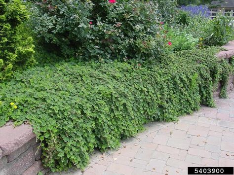 creeping raspberry - extremely drought & heat tolerant ground cover. red/bronze leaves in fall/winter - small sparse fruits. Creeping Raspberry, Ground Covering, Ground Cover Plants, Small White Flowers, Bramble, Trees And Shrubs, Ground Cover, Fast Growing, Drought Tolerant