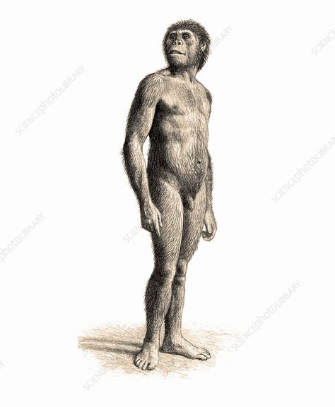 Australopithecus afarensis male - Stock Image - C033/6350 - Science Photo Library Library Website, Science Photos, Photo Library, Wales England, Buddha Statue, Greek Statue, Science, Stock Images, Statue