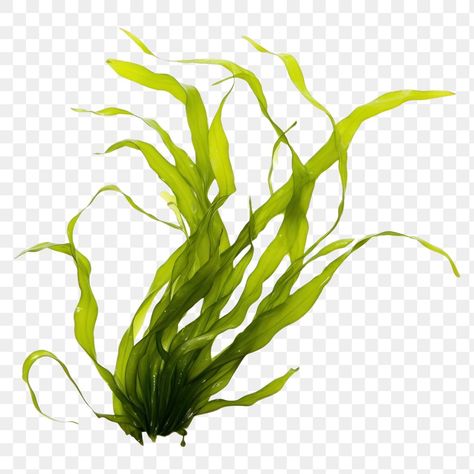 Marsh Plants, Plant White Background, Fish References, Birthday Font, Happy Birthday Font, Kelp Forest, Sea Plants, Cartoons Png, Phone Stuff