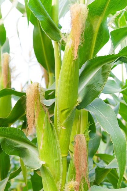 Sky Woman, Field Corn, Corn Crop, Growing Corn, Corn Stalks, Corn Field, Dried Corn, Food Drawings, Food Summer