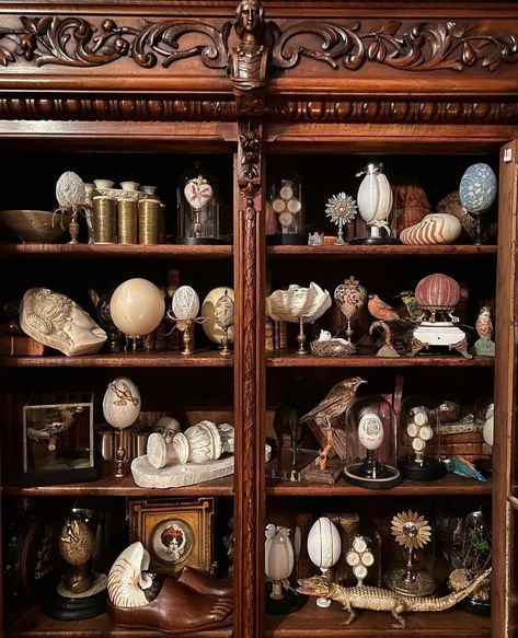 Gothic Display Cabinet, Curiosity Cabinet Aesthetic, Cabinet Of Curiosities Diy, Red Serpent, Curio Cabinet Displays, Thanksgiving Board, Cabinet Of Curiosity, Shell Display, Curiosity Cabinet