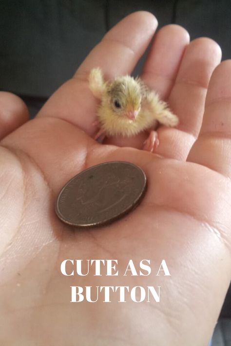 Button Quails, Pet Quail, Button Quail, Quail Coop, Ducks And Chickens, House Chicken, Raising Quail, Pet Chicken, Chicken Tractors