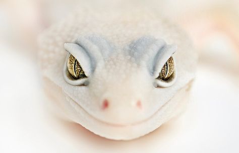 Gecko Albino Gecko, Dangerous Creatures, Leopard Geckos, Albino Animals, Cute Reptiles, Leopard Gecko, Front Face, White Skin, Reptiles And Amphibians