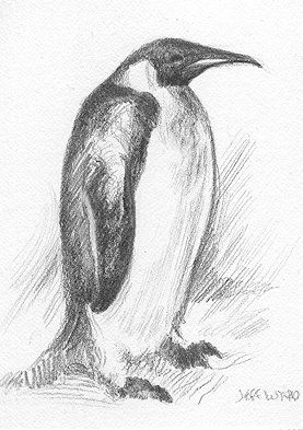 Penguin Penguin Sketch Realistic, Penguin Drawing Sketch, Animal Shading Drawing, Penguin Sketch Pencil, Penguin Drawing Reference, Penguin Pencil Drawing, Sketchbook Ideas Animals, How To Draw A Penguin, Penguin Drawing Realistic