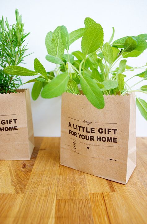 Christmas Plants Gifts, Herb Gifts, Mini Plant, Christmas Plants, Best Housewarming Gifts, Plant Projects, Diy Holiday Gifts, Mini Plants, Gossip News