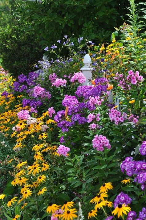 Perennial Garden. Late Summer Garden. Phlox Paniuculata "Laura" & Eva Cullum". Yellow Rudbeckia. Phoenix Gardening, Late Summer Garden, Summer Flowers Garden, Garden Wallpaper, Greenhouse Kit, Perennial Garden, Gorgeous Gardens, Garden Cottage, Country Gardening