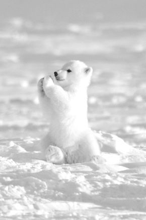 How cute is this white polar cub? Check out all the best tips and tricks for eBay sellers on ResellingRevealed.com  The best eBay blog on the net for BOLO lists, eBay How-To Guides, and more! Polar Cub, Baby Polar Bears, Albino Animals, Bear Cub, Baby Animals Funny, Animal Facts, Amazing Animals, Baby Bear, Narnia