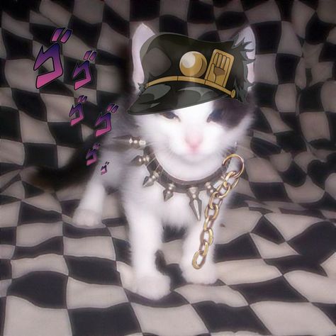 jojo bizzare adventure x cat Jotaro Kujo Aesthetic, Jotaro Background, Jotaro Icons Aesthetic, Jotaro Kujo Star Platinum, Jotaro Kujo Stone Ocean, Jotaro Kujo, Photo And Video, Instagram Photo, Animals