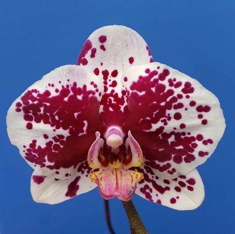 Aesthetic Orchids, Wallpaper Backgrounds Aesthetic, Red Orchids, Backgrounds Aesthetic, The Orchid, Flower Therapy, Arte Inspo, Orchid Flower, Art Plastique