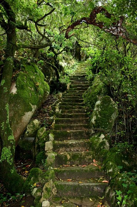 Stairs In The Woods, Green Stairs, Garden Staircase, Overgrown Garden, The Staircase, Pretty Landscapes, Top 40, Ground Cover, Nature Aesthetic