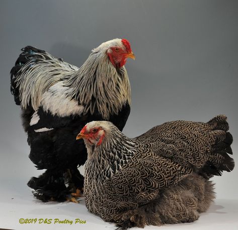 Dark Brahma Chicken, Brahma Chicken Eggs, Brahma Rooster, Light Brahma, Brahma Chicken, Poultry Breeds, Raising Chicks, Band Workouts, Chicken Coup