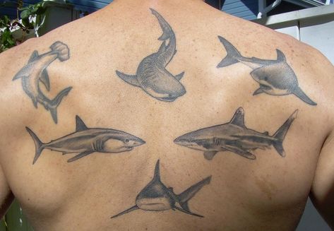 Sealife Tattoos, Shark Pics, Shark Tattoo Meaning, Small Shark Tattoo, Water Tattoos, Traditional Shark Tattoo, Hammerhead Shark Tattoo, Sharks Scary, Tato Tradisional